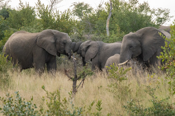Naklejka na ściany i meble Safari éléphant Parc Kruger Afrique du Sud 