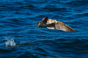 Obraz premium BLACK BACKED KELP GULL - GAVIOTA DEL CABO, False Bay, South Africa, Africa