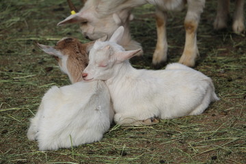 Ziegenjunges