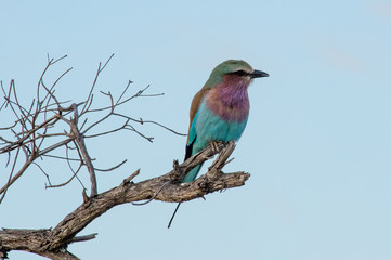 Safari éléphant Parc Kruger Afrique du Sud 
