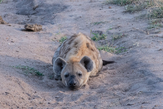Safari hyene Parc Kruger Afrique du Sud 
