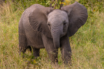 Naklejka na ściany i meble Safari éléphant Parc Kruger Afrique du Sud 