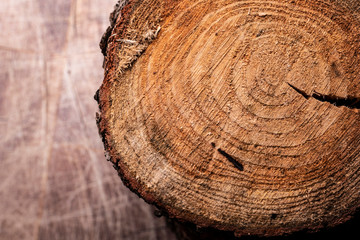 Tree, cross-section through a tree trunk. natural wooden