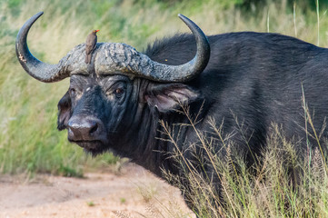 Safari buffle Parc Kruger Afrique du Sud 