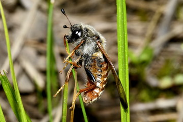 scolia shaggy on a blade of grass