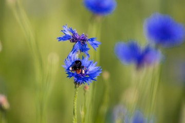  Close-up of a bee, bumblebee  collecting nectar in a blue blossom in the summer