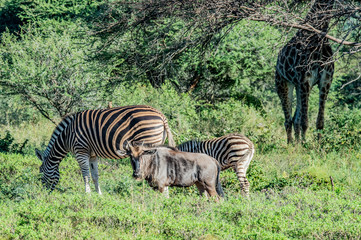 Safari zebre Parc Kruger Afrique du Sud 