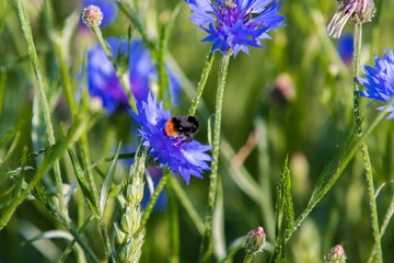  Close-up of a bee, bumblebee  collecting nectar in a blue blossom in the summer