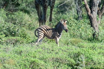Safari zebre Parc Kruger Afrique du Sud 
