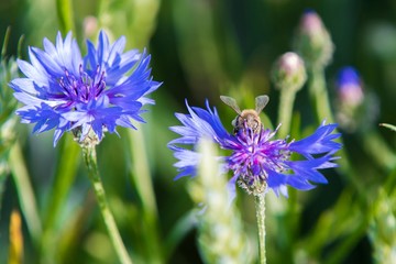 A bee on a blue flower . Collects pollen and drink nectar, blue flower with insect