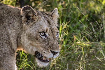 Safari lion Parc Kruger Afrique du Sud 