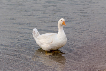 The white goose swimming in the lake