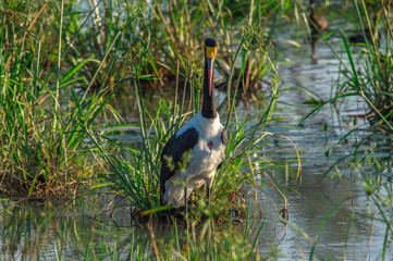 Safari antilope Parc Kruger Afrique du Sud 