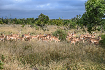 Naklejka na ściany i meble Safari antilope Parc Kruger Afrique du Sud 