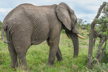 Obraz premium Safari éléphant Parc Kruger Afrique du Sud 