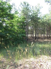 Summer landscape. Forest glade, which grows green grass and spikelets. Pine trees in the background.