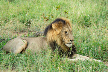 Safari lion Parc Kruger Afrique du Sud 
