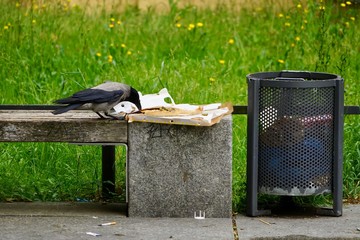 Krähe mit Pizza auf einer Parkbank in Berlin