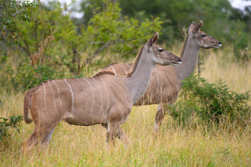 Obraz na płótnie Canvas Safari antilope Parc Kruger Afrique du Sud 