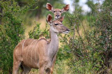 Safari antilope Parc Kruger Afrique du Sud 