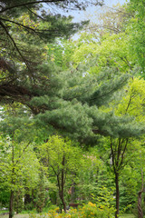 Fototapeta premium View of a forest with pine branches in the foreground