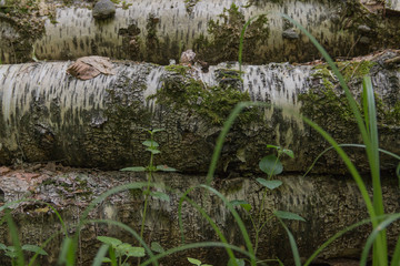 Logs of wood for firewood