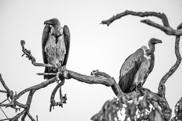 Safari vautours Parc Kruger Afrique du Sud 