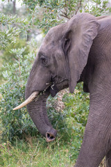 Safari &eacute;l&eacute;phant Parc Kruger Afrique du Sud 