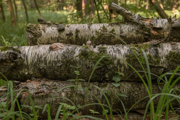 Fototapeta na wymiar Logs of wood for firewood