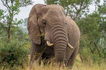 Fototapeta na wymiar Safari éléphant Parc Kruger Afrique du Sud 