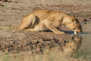 Fototapeta na wymiar Safari lion Parc Kruger Afrique du Sud 