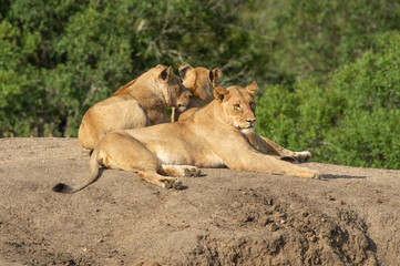 Fototapeta na wymiar Safari lion Parc Kruger Afrique du Sud 