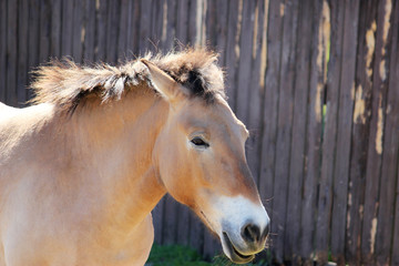 Profile of the head of a brown beautiful horse.