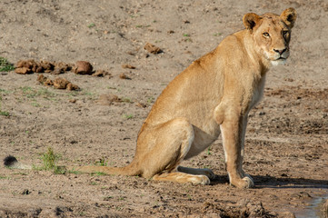Safari lion Parc Kruger Afrique du Sud 