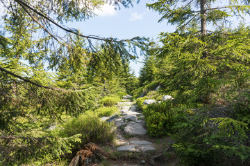 Rocky path in the forest in the National park Krkonose. Giant mountains. Czech Republic