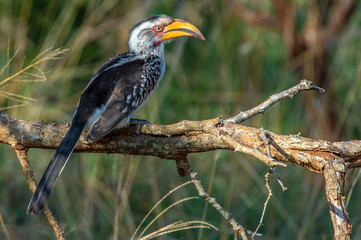 Fototapeta premium Safari oiseau Parc Kruger Afrique du Sud 