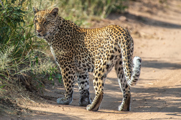 Safari guépard Parc Kruger Afrique du Sud 