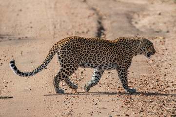 Fototapeta na wymiar Safari guépard Parc Kruger Afrique du Sud 