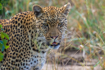 Fototapeta na wymiar Safari guépard Parc Kruger Afrique du Sud 