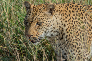 Safari guépard Parc Kruger Afrique du Sud 