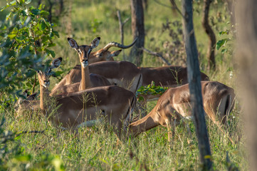 Safari antilope Parc Kruger Afrique du Sud 