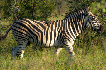 Fototapeta na wymiar Safari zebre Parc Kruger Afrique du Sud 