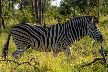 Safari zebre Parc Kruger Afrique du Sud 