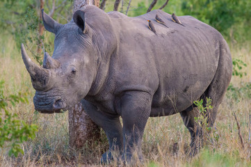 Obraz premium Safari rhino Parc Kruger Afrique du Sud 