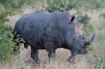 Obraz premium Safari rhino Parc Kruger Afrique du Sud 