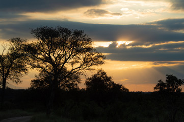 Fototapeta na wymiar Safari paysage Parc Kruger Afrique du Sud 