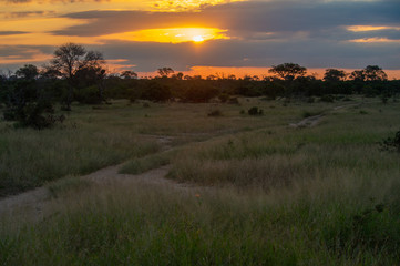 Safari paysage Parc Kruger Afrique du Sud 