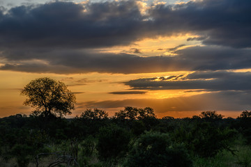 Safari paysage Parc Kruger Afrique du Sud 
