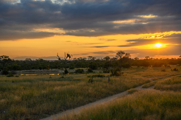 Fototapeta na wymiar Safari paysage Parc Kruger Afrique du Sud 