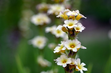 Nahaufnahme einer Binsennlilie